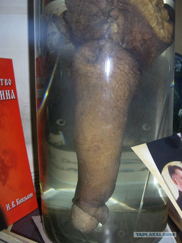 Что это за животина?