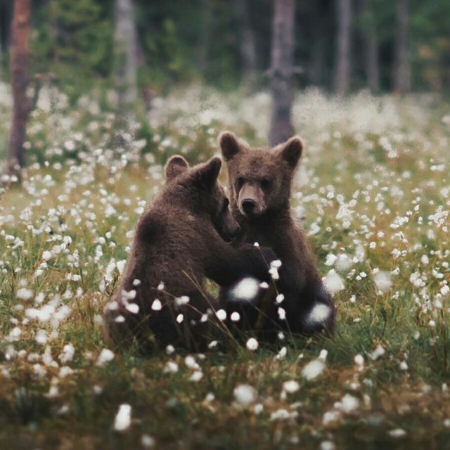 Самые смешные животные