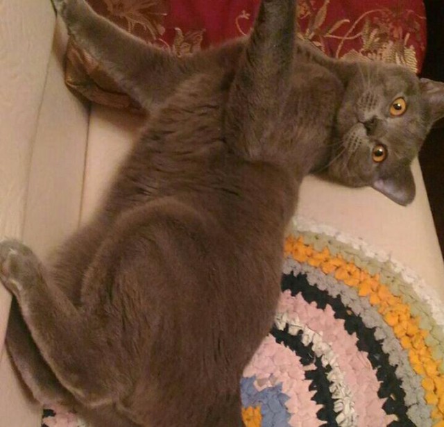 Коты и Кошки