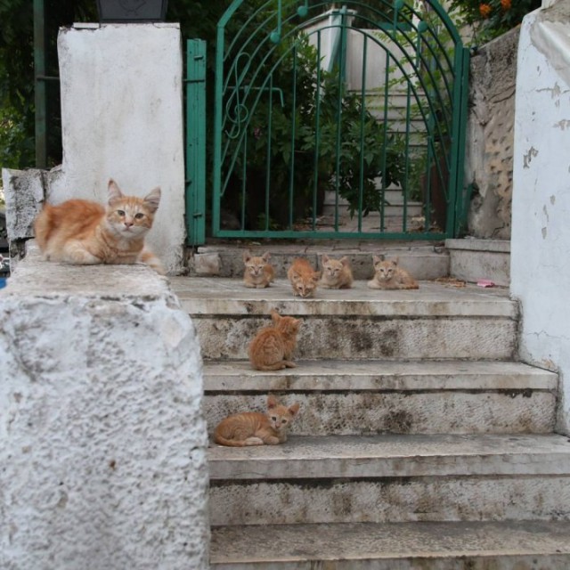Коты и Кошки