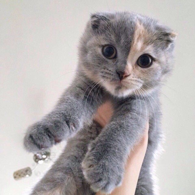 Коты и Кошки