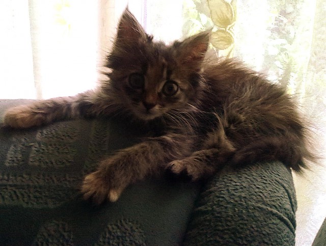 Коты и Кошки