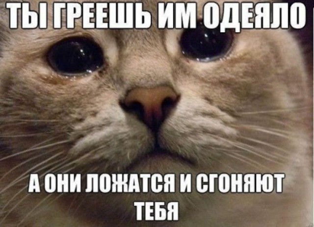 Коты и Кошки