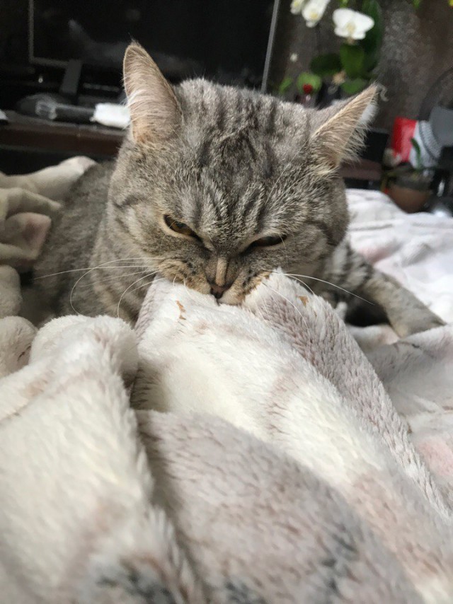 Коты и Кошки
