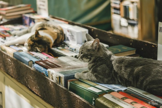 Коты и Кошки