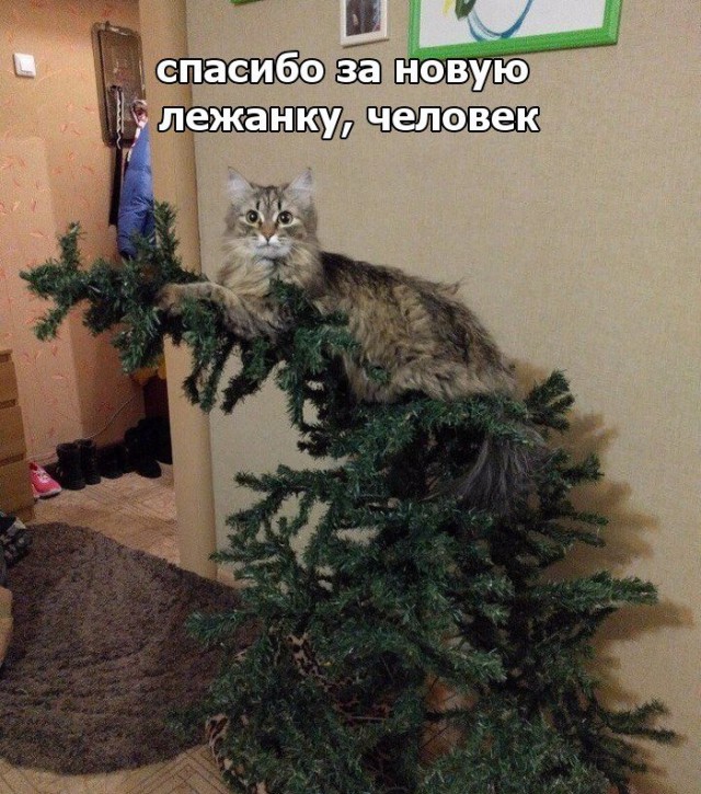 Прикольных котов пост