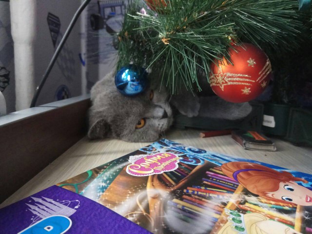 Вся красота беспородных кошек. Котовторнику посвящается.