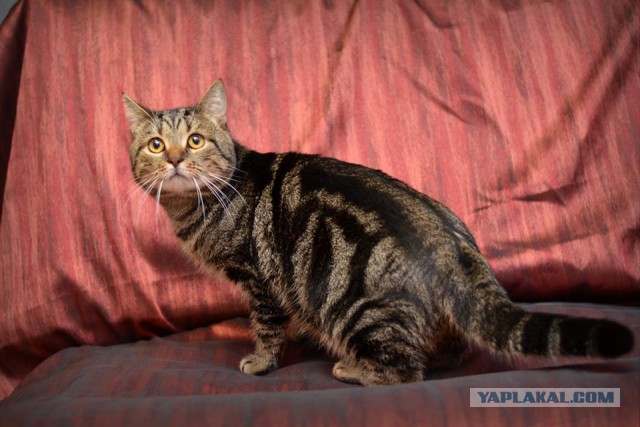 Котовторник  13.02.2018