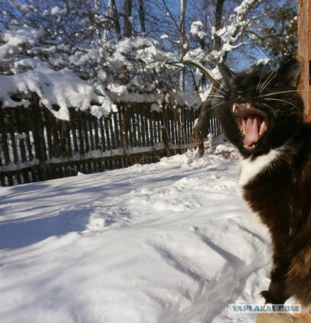 Котовторник 20.02.18