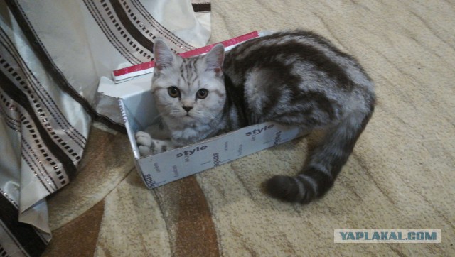 Ненавижу кота