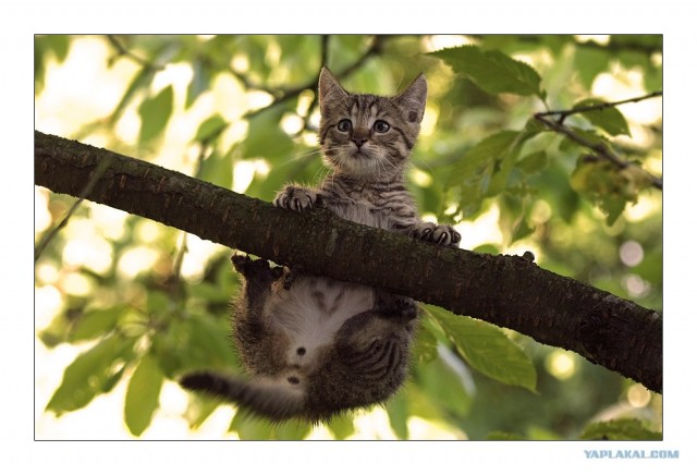 Уррааа! Котомет на ЯПлакалъ.