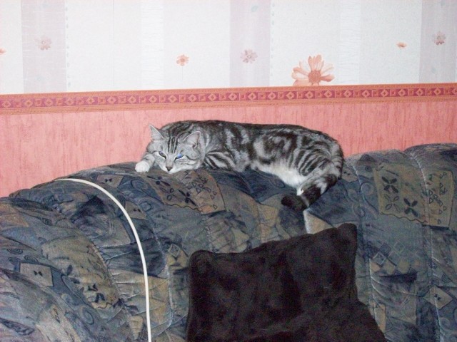 Котовторник (16.09.08)