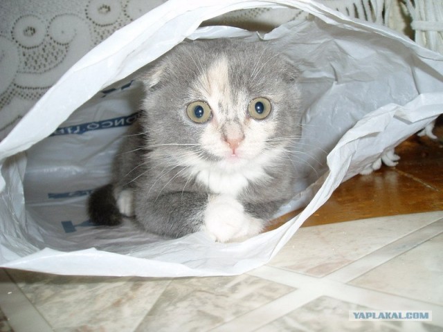 Котовторник (02.06.2009)