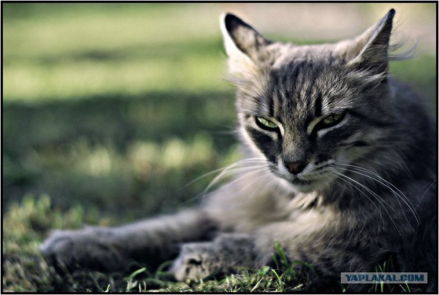 Котовторник на 22 июня