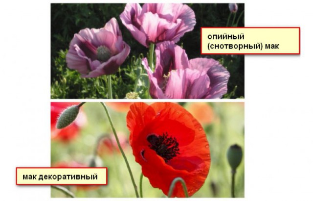 За мак на огороде осудили пермского ветерана труда