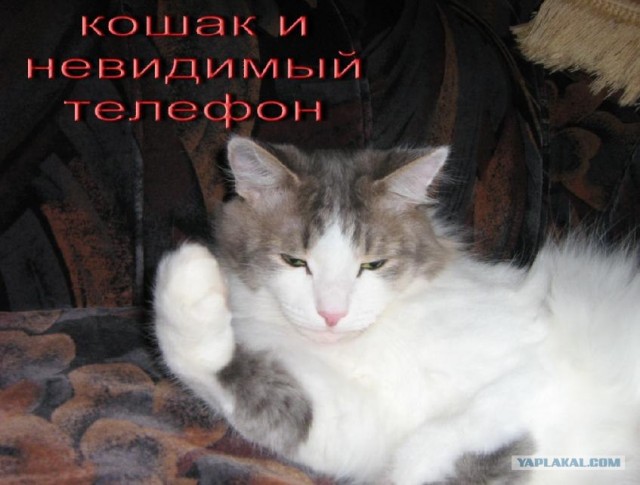 Коты и невидимые предметы 26 фот