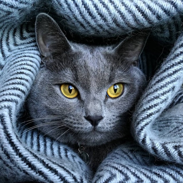 Прикольных котов пост