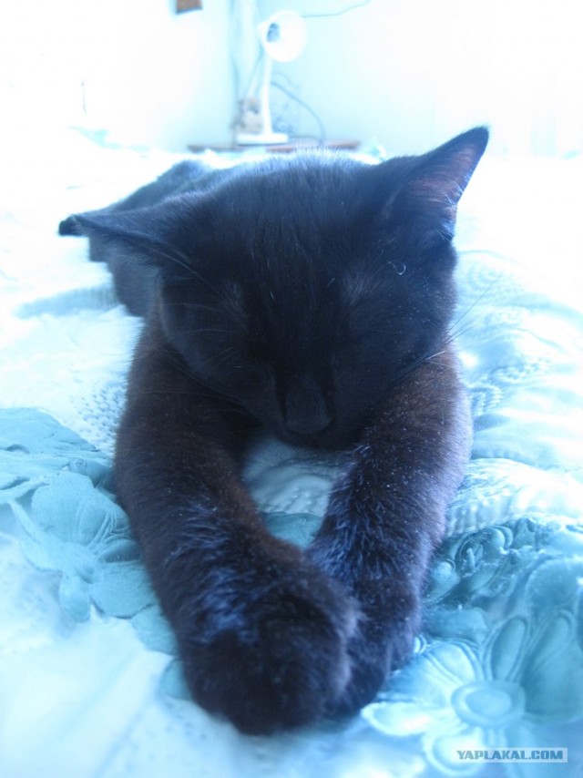 Котовторник стартует