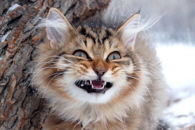 Котовторник объявляется открытым!