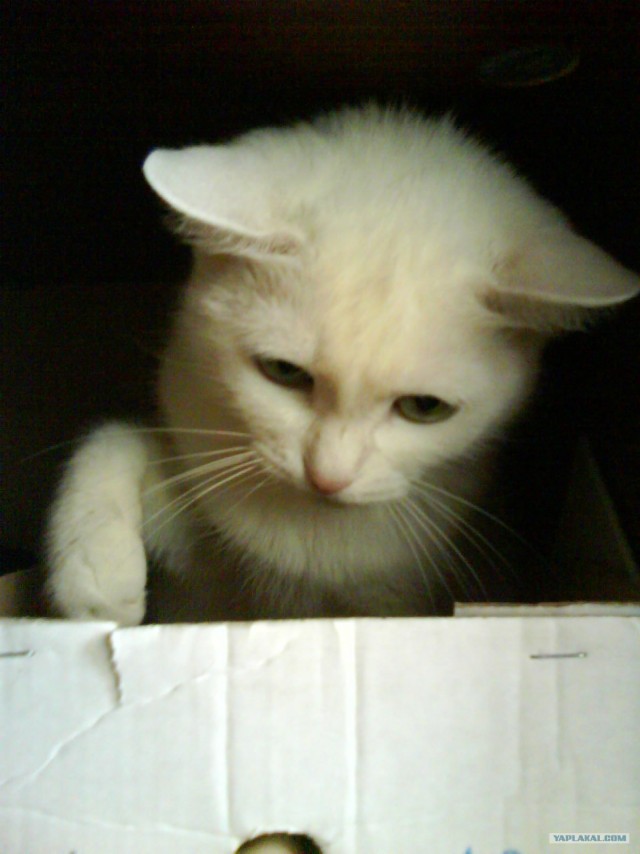 Первый котовторник июля