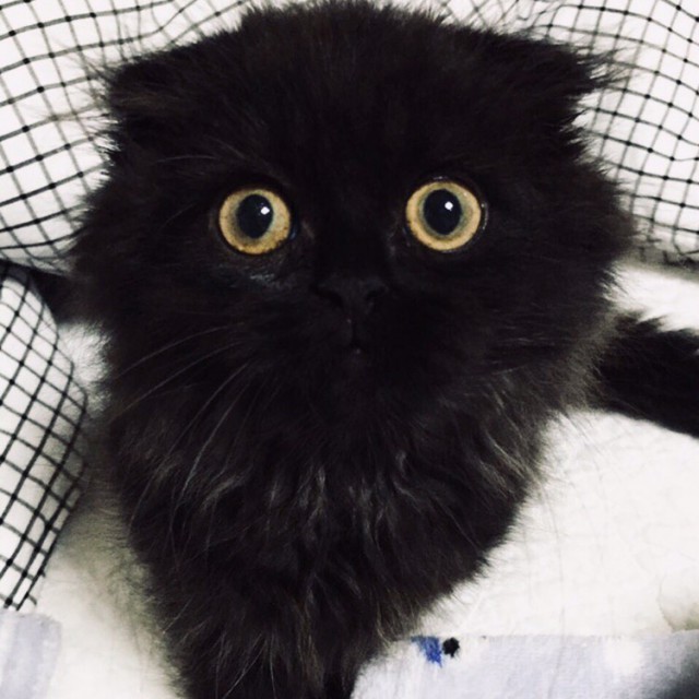 Прикольных котов пост