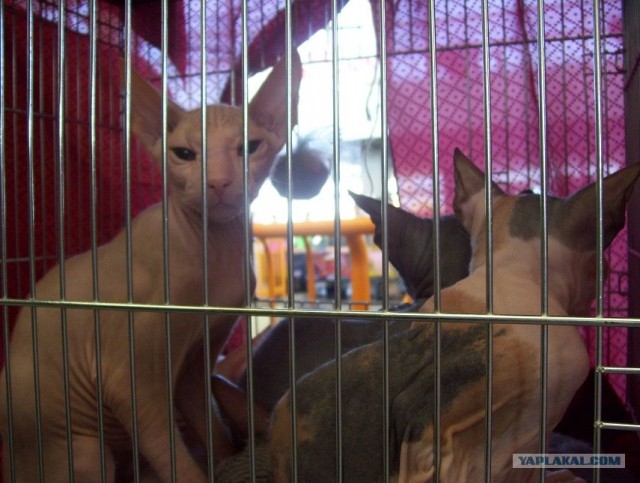 Сонный Котовторник