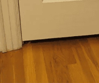 Котовторник!