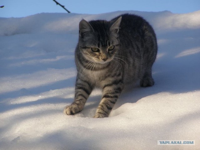Котовторник (31.01.2012)