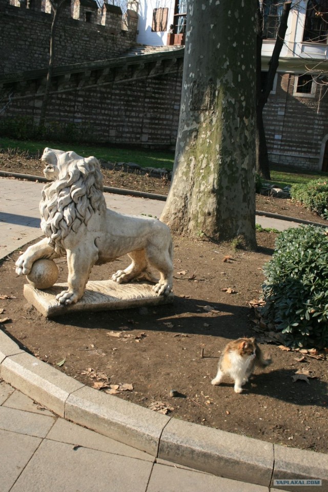 Котовторник 27.03.2012