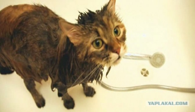Котовторник  от 3.04.2012