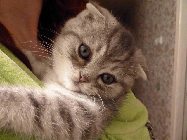 Котовторник 24.04.2012