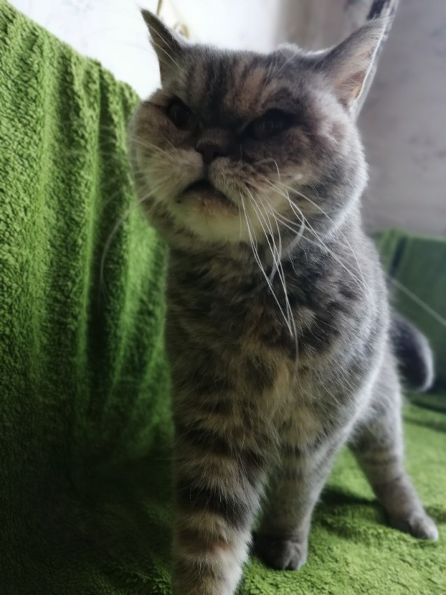 Прикольных котов пост