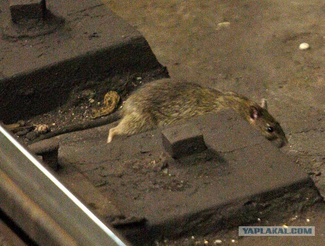Вот такие вот крысы удивительных размеров водятся в московском метро
