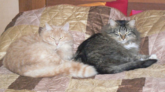 Тема про несчастного кота, в которой всем хорошим людям автор показывает сиськи!2