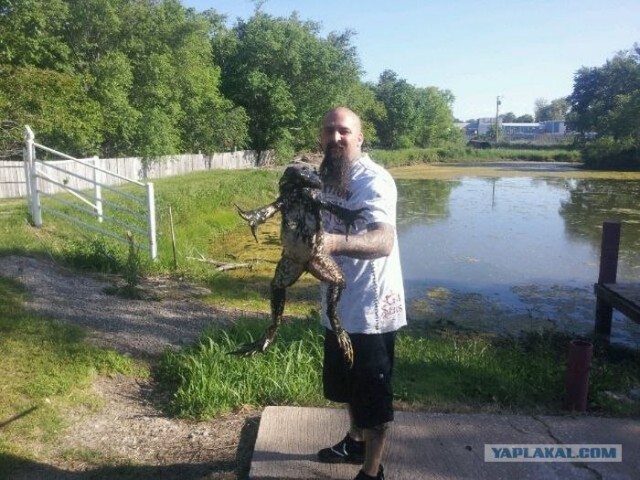 Царевна - лягушка