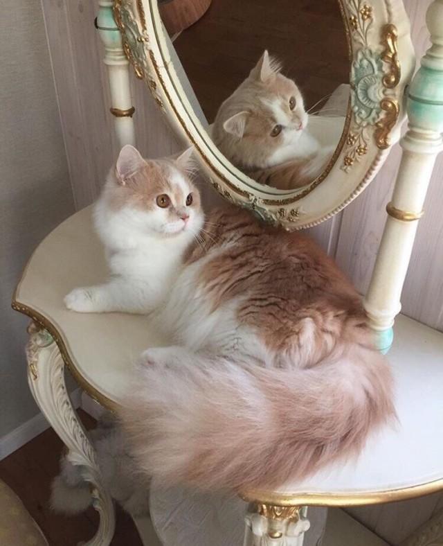 Забавные фото котеек