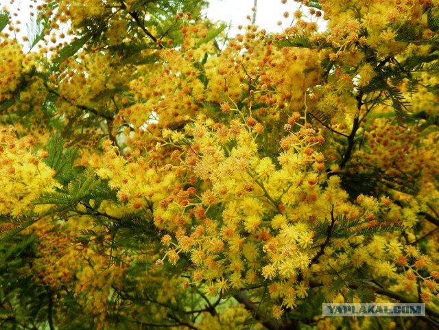 Спирулина, креветки, копчёная скаморца и воробьиная икра