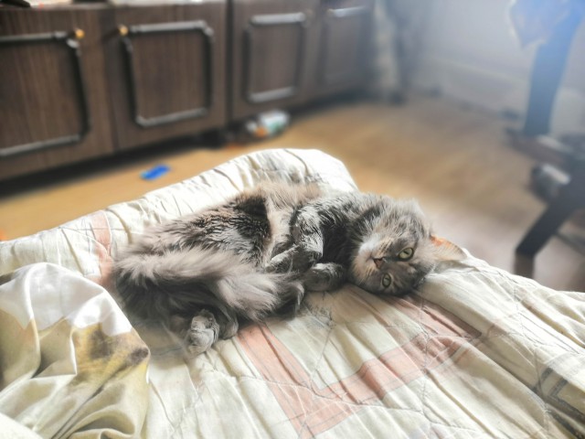 Деревенский шерстяной