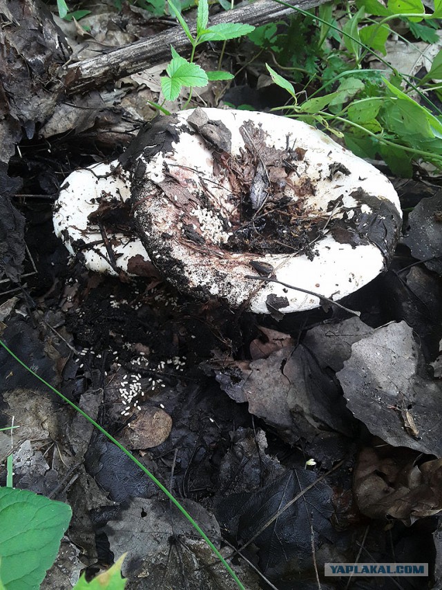 Грибные выходные