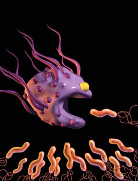 Наглядная анимация борьбы макрофага с кишечной палочкой в пищеварительном тракте.