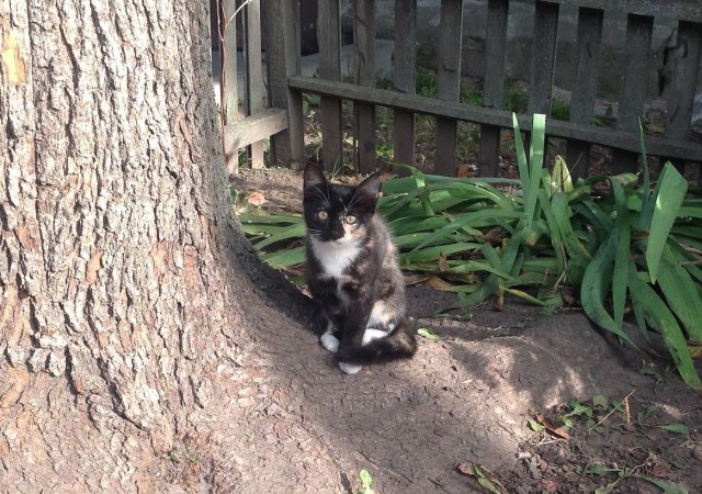 Забавные фото котеек