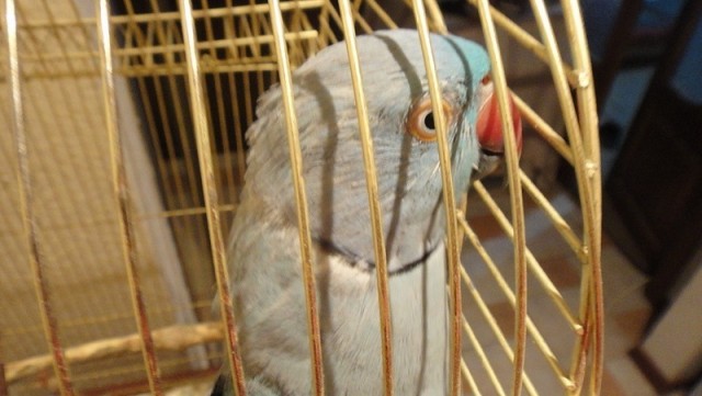 Живность из сети
