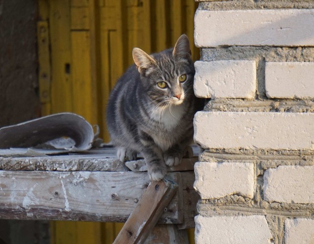 Забавные картинки с котами из сети