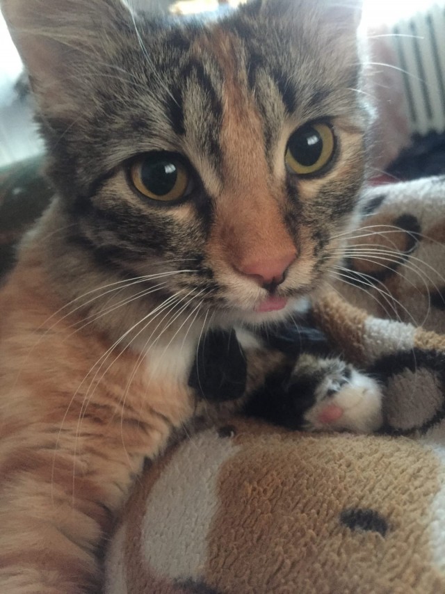 Котики