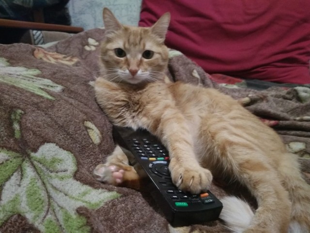 Давайте по котикам, которые с нами на самоизоляции