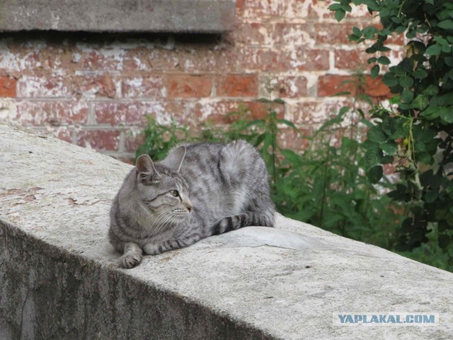 Котовторник.