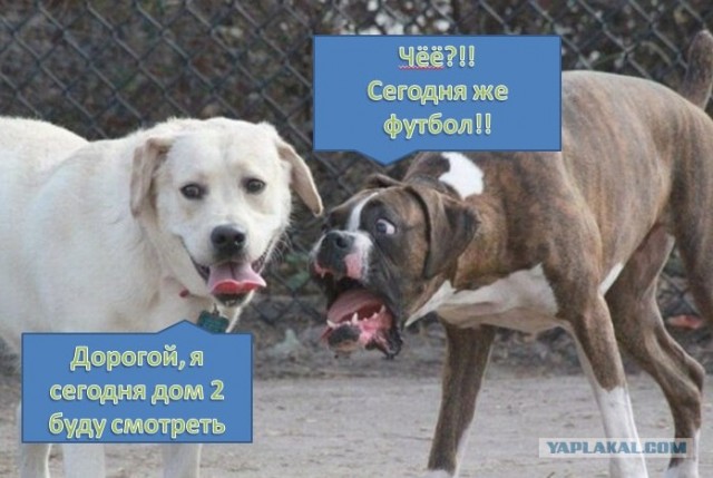 Фотожаба: Две собаки