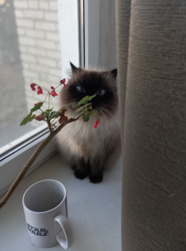 Моя красотка