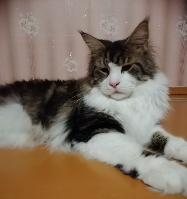 Хоба! Котовторник!