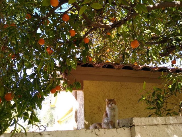 Коты в США